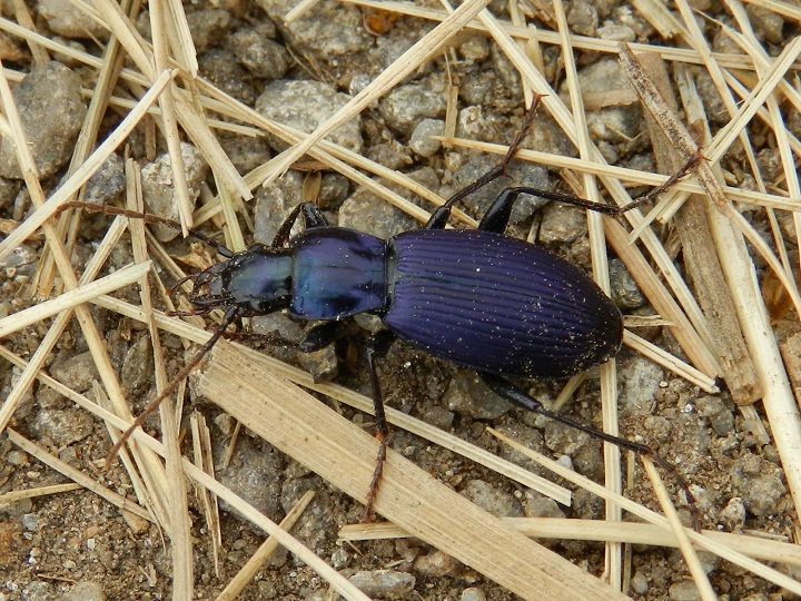 ID insetto: Laemostenus janthinus coeruleus